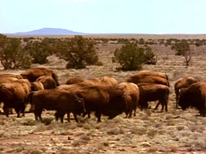 Colorado Prairie