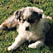 Zoe - RDA's photo sent via Twitter, March 17, 2012: 'Remembering ZOE. Good night, pup...'
