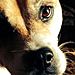 Daisy - RDA's photo sent via email, August 20, 2014: 'Daisy Doo, Lover Dog.'