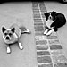 Daisy and Andy at home - RDA's photo sent via text, July 30, 2010: 'The Girls. Love personified. Here are the Girls...guarding the cement driveway. (No one will ever steal my driveway)!'