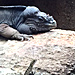 Australia Zoo - RDA's photo sent via email, September 21, 2015: 'Entitled: 'Ooops!''