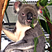 Australia Zoo - RDA's photo sent via email, September 21, 2015: '....and you are?....'