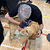 Wales Comic Con at Wrexham with Monty - April 28, 2019 photo: Doug Ritchie