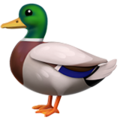 duck