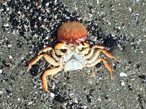 Richard's picture of a crab