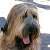 Richard shared a picture of Liberty, a Briard from Williamsburg