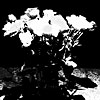 Richard's black and white picture of roses