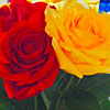 Richard's picture of roses