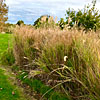 Richard's attempted photo of Andy as she disappears into the tall grass